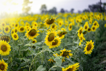 Fototapeta premium sunflower