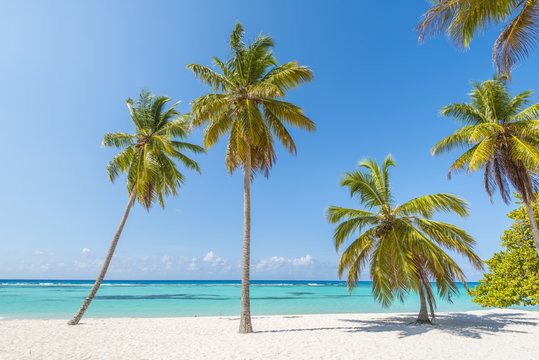 Canto de la Playa, Saona Island, East National Park (Parque Nacional del Este), Dominican Republic, Caribbean Sea.
