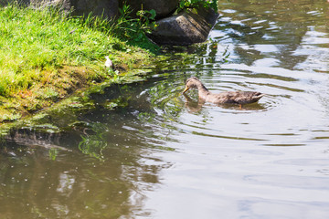 Wild duck swimming on a mountain lake
