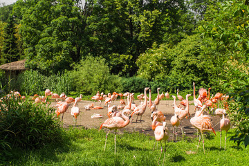 Flamingo birds standing in a park