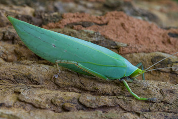 Grasshopper leaves on tree