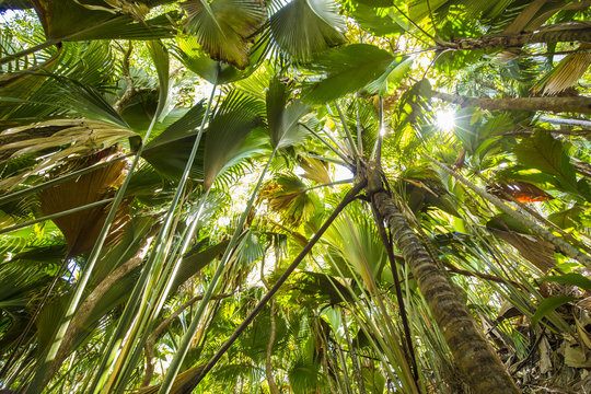 Coco de Mer palms, Vallei de Mai, Praslin Island, Seychelles