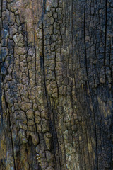 texture of bark wood