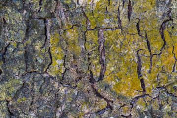 texture of bark wood