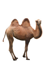 young camel