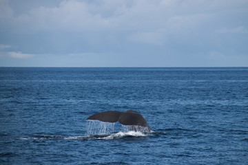 Naklejka premium Cachalot au large de Ponta DelGada (Sao Miguel - Açores)