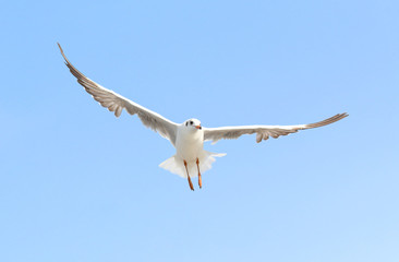 seagull flying in the blue sky.