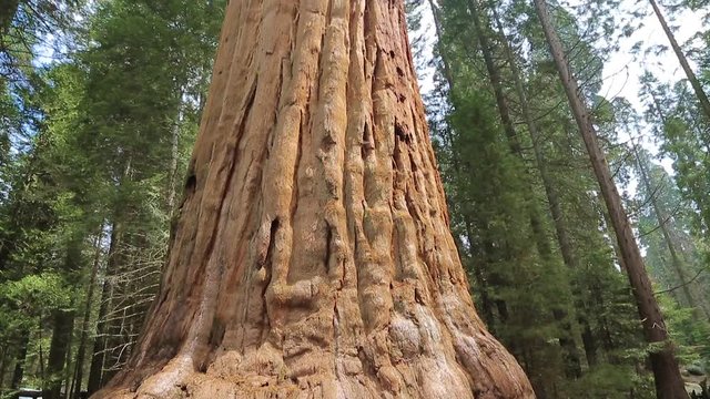 Sequoia Forest. Tilt up giant Sequoia trees in Yosemite National Park. View straight up to the treetops of a group of Sequoia Trees. Sequoia national park.