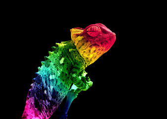 Chamaleon Rainbow Colors