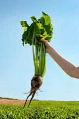 sugar beet in human hand