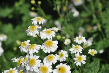 Alfalfa leafcutting bee  Megachile rotundata Fab.