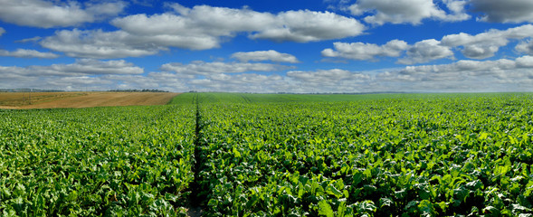 Sugar beet field panoramic view with cloudy blue sky