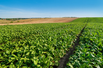 Fototapeta na wymiar sugar beet field rows