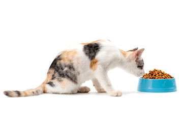 cat eating pet dried food