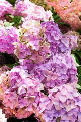 Fototapeta premium Hydrangea Flowers in the Garden