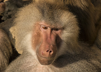 Baboon