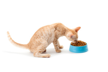 kitten eating pet dried food
