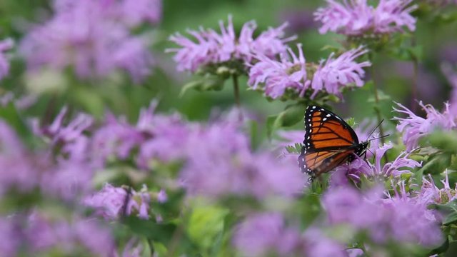 Monarch Butterfly drinking nectar from thistle wildflowers in a field in Ontario Canada