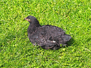 Black hen is resting on the green grass under the bright rays of the sun. Black chicken