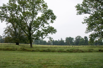 Fototapeta na wymiar Tree and Field 