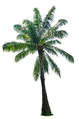 Obraz premium Green beautiful palm tree isolated on white background