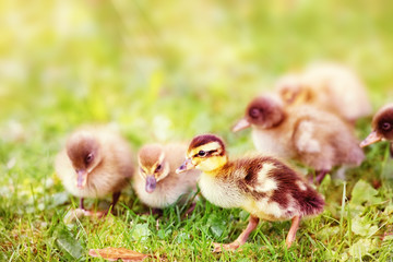 Indian Runner Duck Chicks