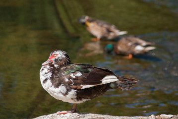 canard Charentais