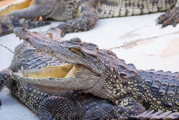 Crocodile saltwater Thailand