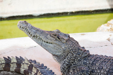 Crocodile saltwater Thailand