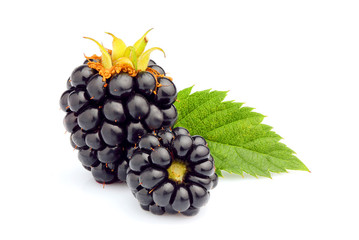 BlackBerry with leaf isolated closeup.
