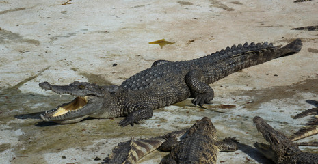 Crocodile saltwater Thailand