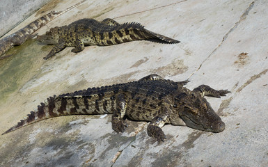 Naklejka premium Crocodile saltwater Thailand