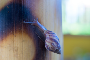 Obraz premium a snail on bamboo background