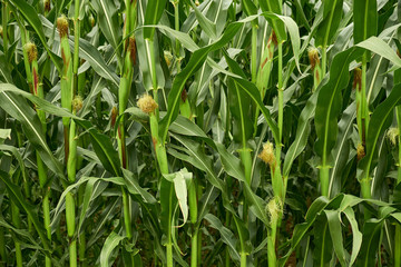 Close up of the freshly growing corncubs on a corn field near Faaker Zee in Austria