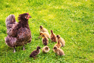 Hen Raises Indian Runner Duck Chicks