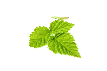 Fresh Blackberry leaf closeup isolated