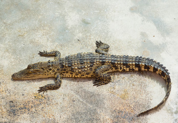 Crocodile saltwater Thailand