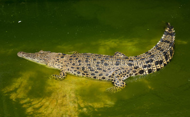 Crocodile saltwater Thailand