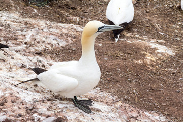 gannet bird at Bonaventure Island Quebec Canada at summer