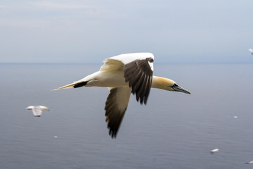 Flying gannet at Bonaventure Island Quebec Canada at summer