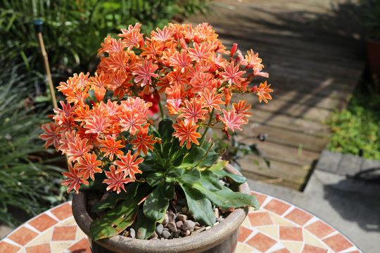 Potted lewisia with profuse orange flowers