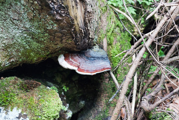 Fototapeta premium blueTinder