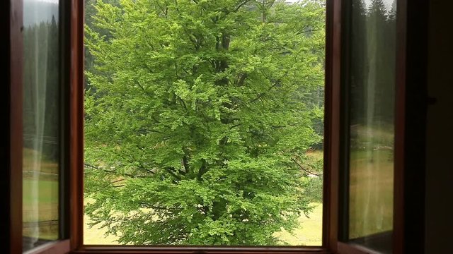a glance through a window on a green tree