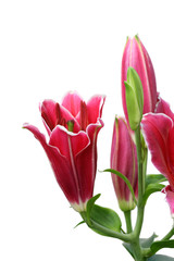 Naklejka premium Beautiful Lily flower isolate on white6