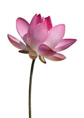 Beautiful lotus flower isolated on white