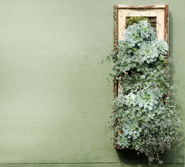 Urban garden in a box in wood hanging on a green wall in the city