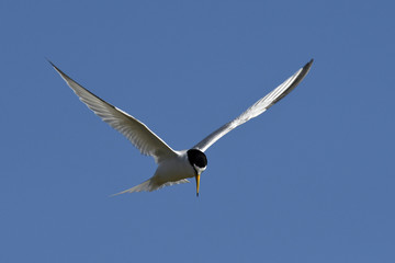 Zwergseeschwalbe (Sternula albifrons) - Little tern