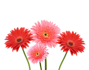 Gerbera flower collage isolated on white