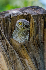 Spotted owlet looking curiously from their nest in tree hollow