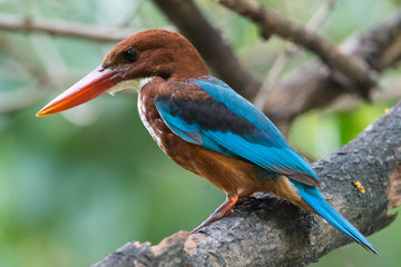 A Little Bird (White-throated Kingfisher) Looking some feeds in tropical rain with green jungle background. Wildlife scene from nature with beautiful bird.